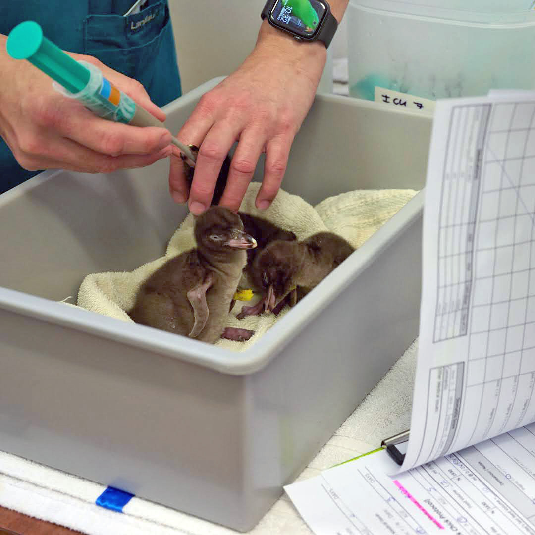 three baby penguins in a tub. One of them is being given a brown substance from a syringe into its mouth
