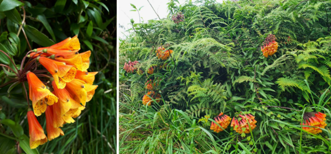 a close up of some orange flowers and green plants
